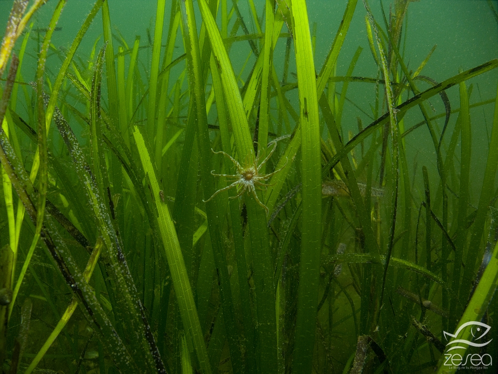 Paranemonia-cinerea.jpg - Paranemonia cinerea. L'anémone d'herbier que l'on rencontre sur les posidonies, ou bien sur les zostères comme ici, dans l'étang de Thau, ne mesure que quelques centimètres de diamètre. Elle se nourrit de petit animaux qu'elle capture avec ses tentacules.