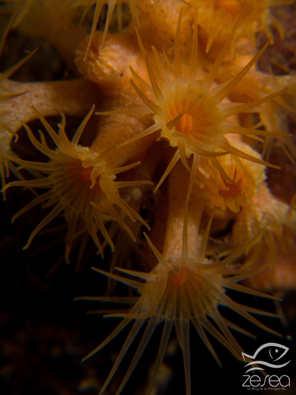 Parazoanthus-axinellae.jpg - Parazoanthus axinellae - Classe des Anthozoaires Octocorallières. Les Zoanthaires jaunes, souvent appelés "Mimosa" par les plongeurs, sont des anémones coloniales encroutantes. Elles recouvrent les parois des zones peu éclairées. Leur nom vient du fait qu'elles sont souvent associées à l'éponge axinelle.