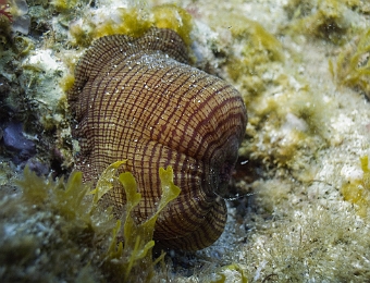 Actinia-cari