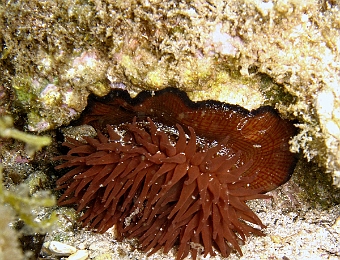 Actinia-equina
