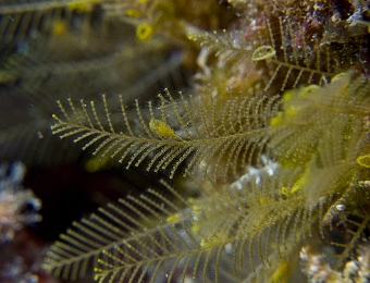 Aglaophenia-tubiformis