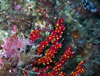 Alcyonium-coralloides