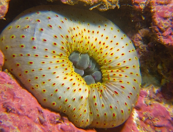 Anemone-charnu-retractee