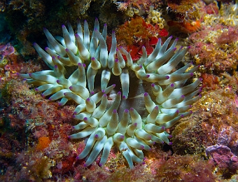 Anemone-charnue