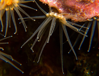 Anemones-encroutantes-brunes