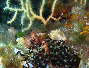 Arachnanthus-oligopodus