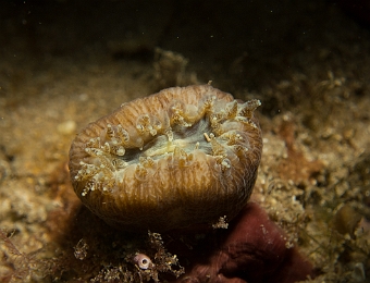 Balanophyllia-europaea