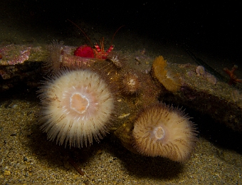 Calliactis-parasitica