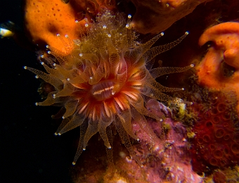 Caryophillia-smithii