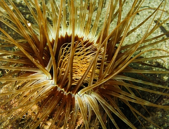 Cerianthus-membranaceus