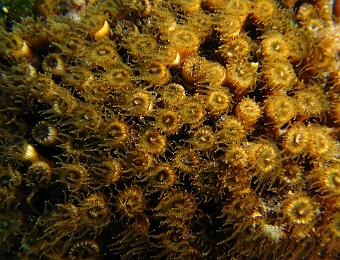 Cladocora-cespitosa