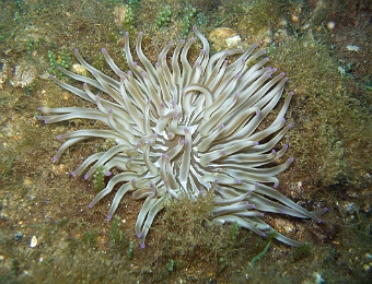 Condylactis-aurantiaca