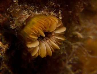 Corail-dent-de-chien