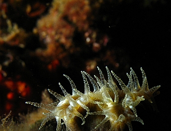 Corail-dent-de-cochon