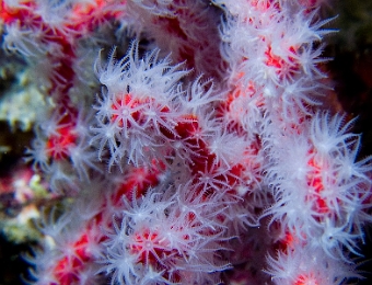 Corail-rouge