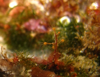 Eudendrium