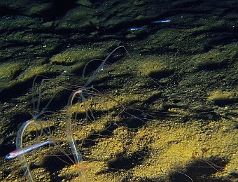Halcampoides-purpurea