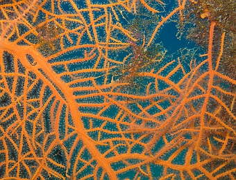 Leptogorgia-sarmentosa