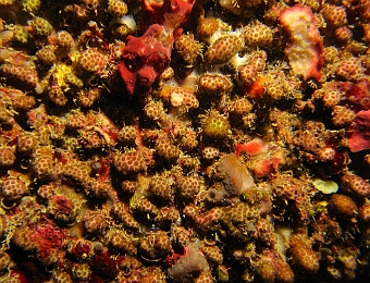 Madracis-pharensis