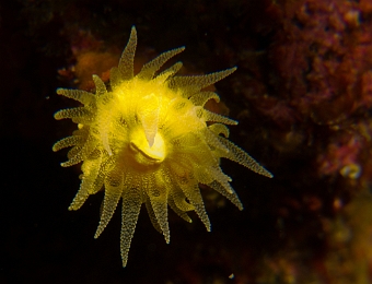 Madrepore-jaune