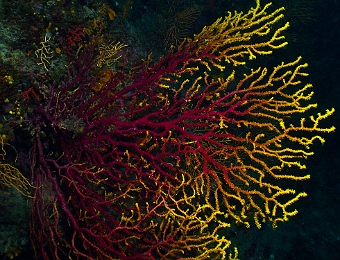Paramuricea-clavata