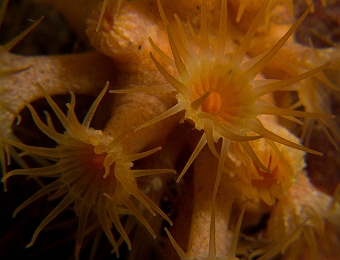 Parazoanthus-axinellae