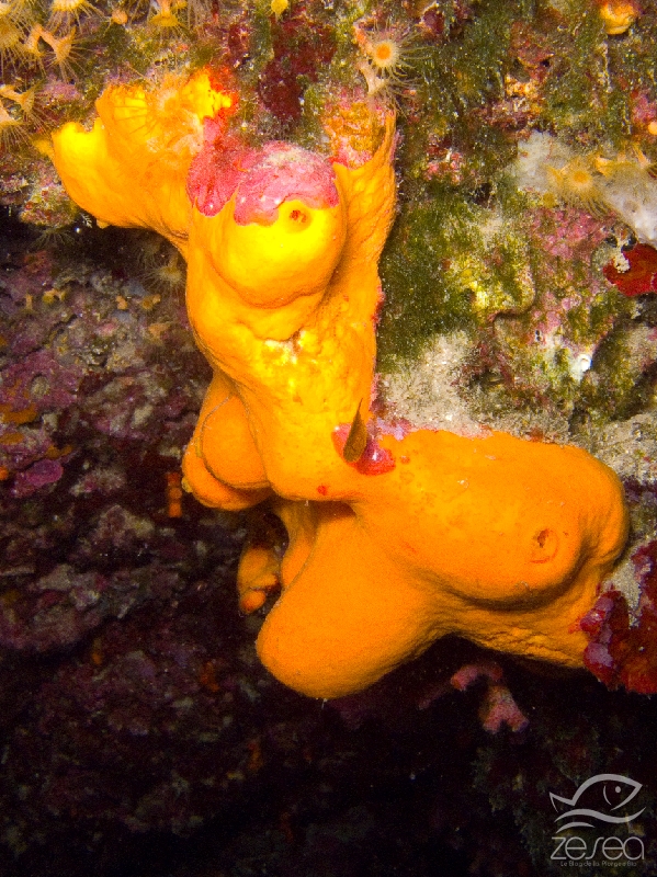 Agelas-oroides.jpg - Agelas oroides - Classe des Desmosponges. L'Agelas orangée est une éponge que l'on trouve plutôt à l'abris de la lumière dans les cavités de la roche.