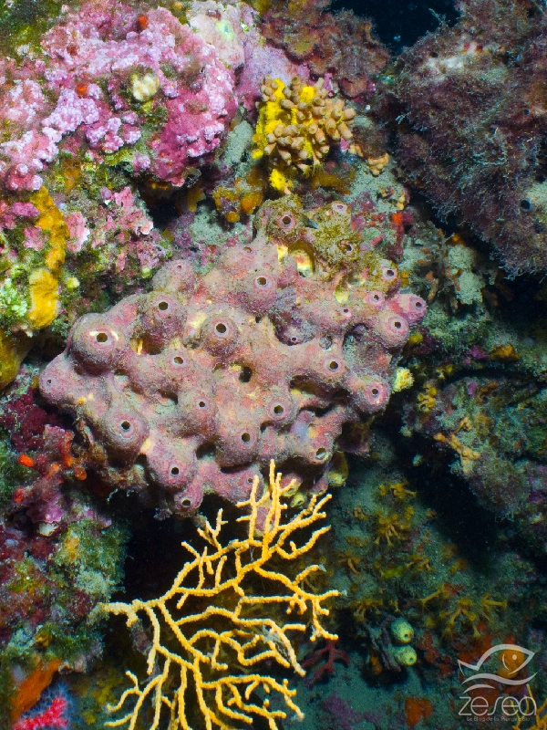 Aplysina-cavernicola.jpg - Aplysina cavernicola. Classe des Démosponges. L'éponge cavervicole jaune (ici recouverte d'organismes, mais on aperçoit la couleur jaune par endroit) ne vit qu'à l'abris de la lumière.
