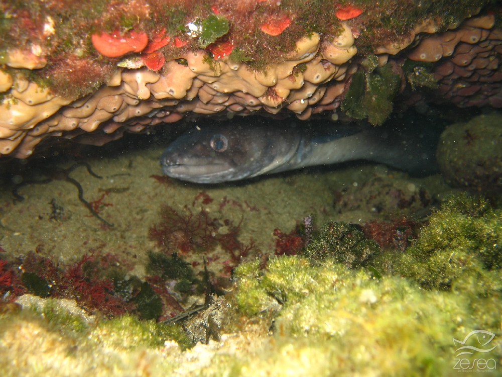 Chondrilla-nucula.jpg -  Chondrilla nucula. Eponge cerveau, dont la "chair" est toxique, ce qui lui vaut peu de prédateurs.