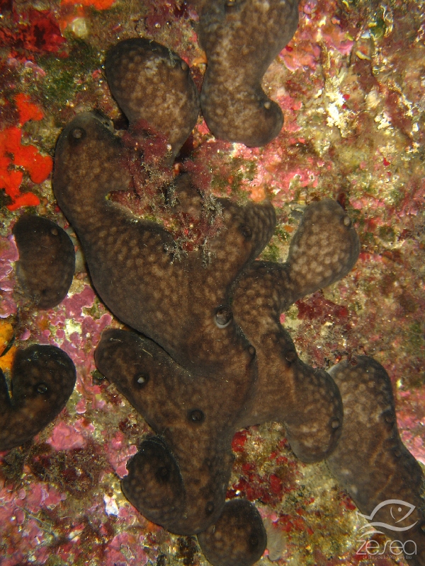 Chondrosia-reniformis.jpg -  Chondrosia reniformis - Classe des Desmoponges. L'éponge rognon. Sa forme et sa taille sont très variables.
