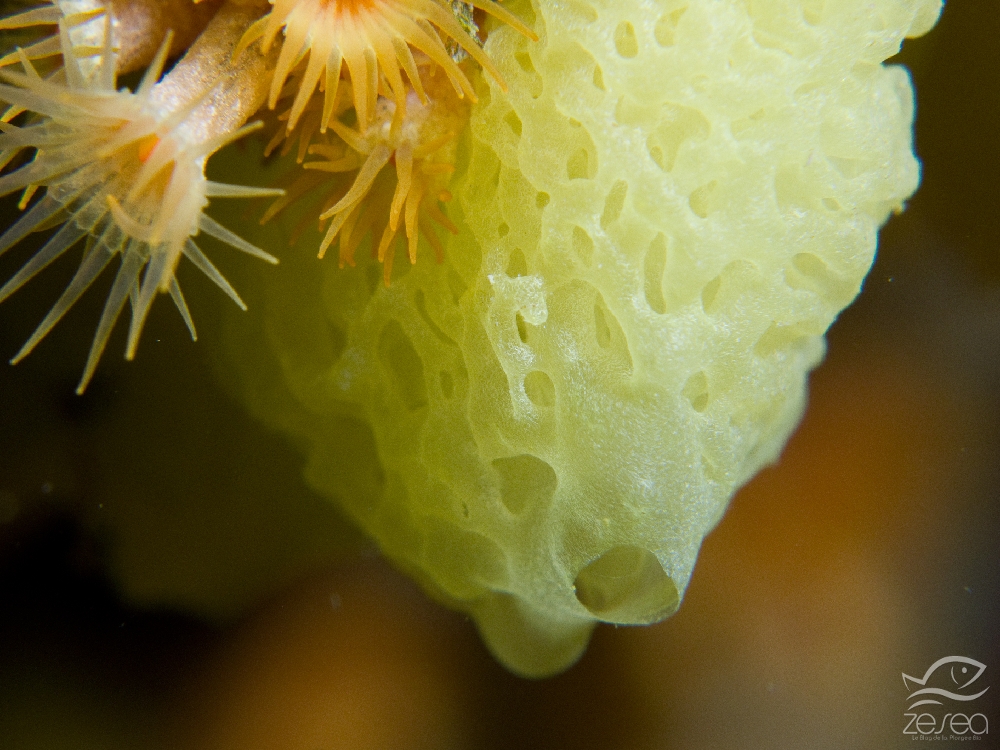 Clathrine-jaune.jpg - Clathrina clathrus - Classe des Eponges calcaires. La clathrine jaune est une éponge que l'on repère facilement grâce à sa couleur. Elle vit à l'ombre, c'est une espèce sciaphile. Elle est composée d'un réseau tubulaire, et possede des spicules calcaires.