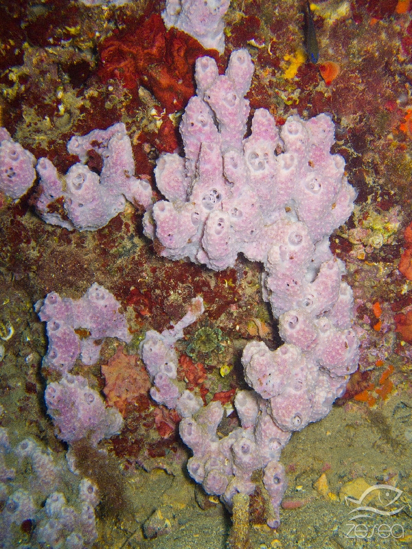 Dysidea-avara.jpg - Dysidea avara - Classe des Desmosponges. L'éponge cheminée rose vit sur les substrats durs peu éclairés à partir de 5m de fond.