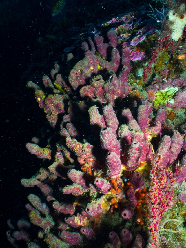 Haliclona-rosea.jpg -  Haliclona rosea. Eponge tubulaire rose.