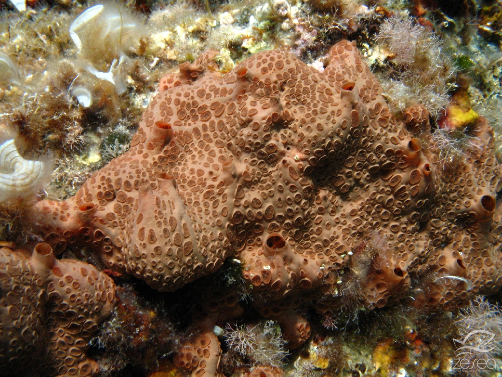 Hemimycale-columella.jpg - Hemimycale columella - Classe des Desmosponges. L'éponge à cratères peut se rencontrer à faible profondeur sur les fonds rocheux.
