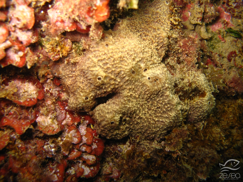 Ircinia-fasciculata.jpg - Ircinia fasciculata - Classe des Desmosponges. Les éponges du genre Ircinia se reconnaissent facilement grâce à leur aspect de cuir. On les trouve dans les sites un peu ombragés.