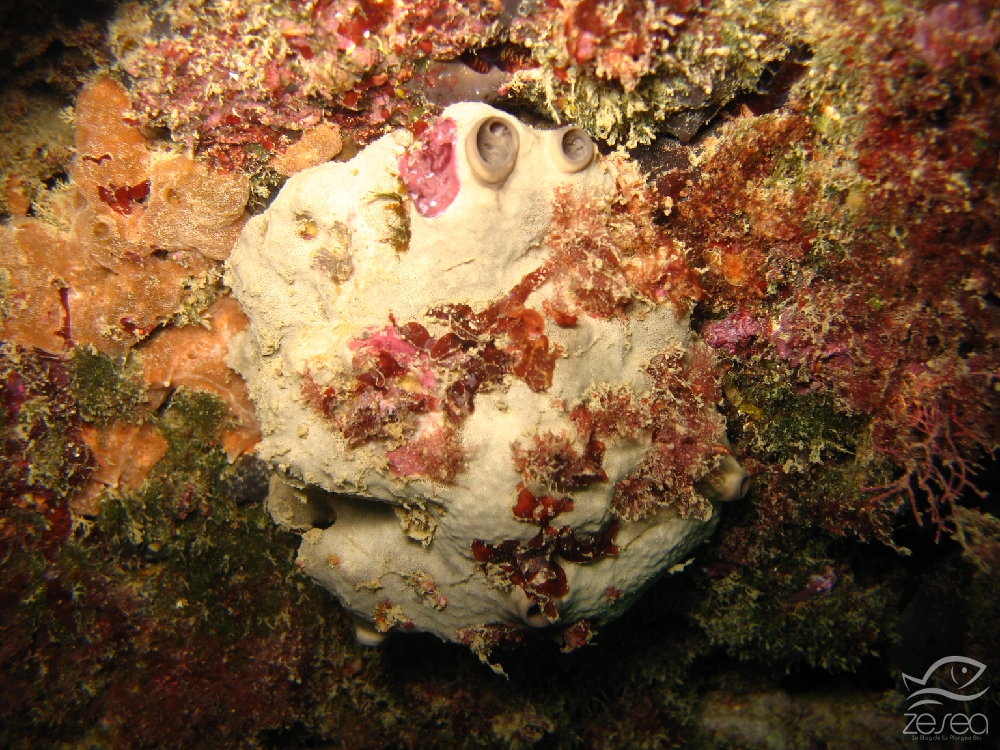 Ircinia-oros.jpg - Ircinia oros - Classe des Desmosponges. Les éponges du genre Ircinia se reconnaissent grâce à leur aspect de cuir. On les trouve dans les sites plutôt ombragés.