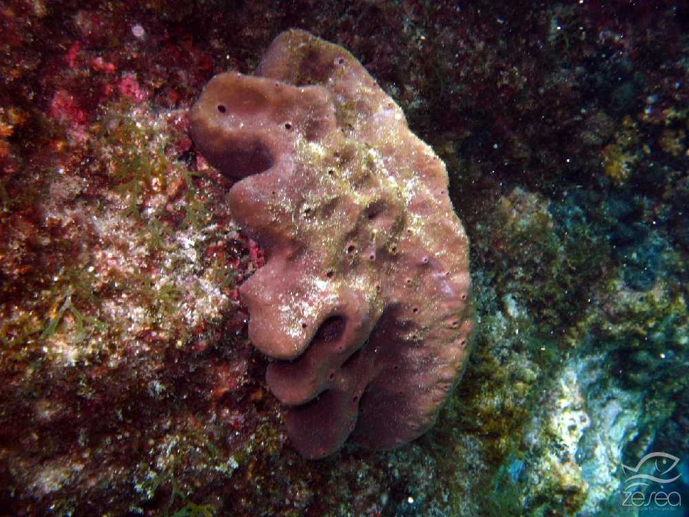 Petrosia-ficiformis.jpg - Petrosia ficiformis - Classe des Desmosponges. Peut recouvrir une surface d'un metre-carré. Cette éponge est très spéciale car elle représente la nourriture du Doris dalmatien (Peltodoris atromaculata) qui est un mollusque gastropode. Sa couleur varie selon son exposition à la lumière, ce qui est du à la présence plus ou moins grande de cyanobacteries dans l'éponge.