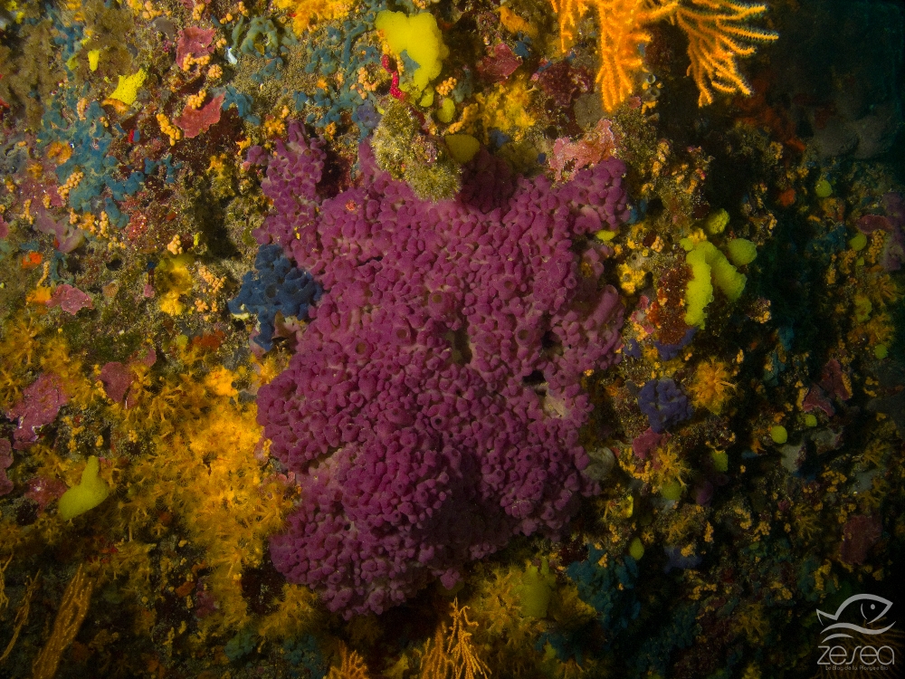 oscarelle-bleu-violet.jpg - Oscarella lobularis. L'oscarelle bleu-violet est une éponge encroutante qui ne possède pas de spicule, elle est donc très molle. Sa coloration peut aller du bleu au violet comme on peut le voir sur cette photo.