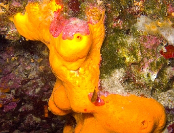 Agelas-oroides