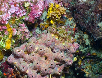 Aplysina-cavernicola