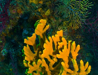 Axinella-polypoides-2