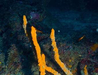 Axinella-polypoides