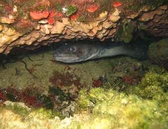 Chondrilla-nucula