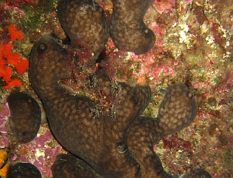 Chondrosia-reniformis