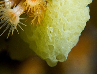 Clathrine-jaune