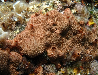 Hemimycale-columella