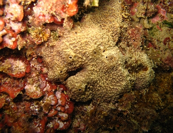 Ircinia-fasciculata