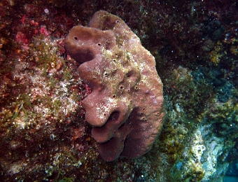 Petrosia-ficiformis