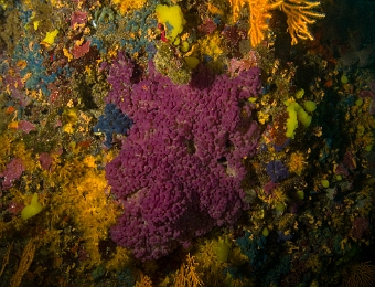 oscarelle-bleu-violet