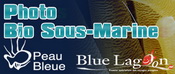 Photothèque Biologie Sous-marine